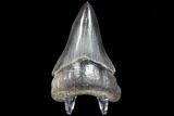 Serrated, Fossil Megalodon Tooth - Sharp Lower Tooth #86686-1